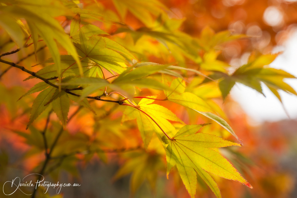 Himeji Autumn Foliage Golden Maple Leaves at Koko en Garden